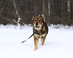 Собаки в Видном: Тигрис 1,5 года Мальчик, Бесплатно - фото 8