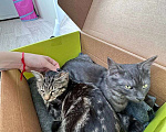 Кошки в Дмитрове: Тони и Тор ищут дом!  Мальчик, Бесплатно - фото 2
