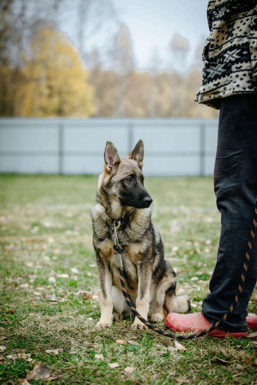 Собаки в Москве: Самба Девочка, Бесплатно - фото 1