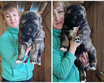 Собаки в Соликамске: Щенки кавказской овчарки отборного племенного разведения  Мальчик, Бесплатно - фото 1