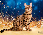 Кошки в Москве: Бенгальский котенок Мальчик, Бесплатно - фото 1