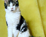 Кошки в Мытищах: Котенок Мейн-кун полидакт Мальчик, 45 000 руб. - фото 2