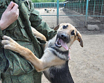 Собаки в Москве: Тимон Мальчик, Бесплатно - фото 2