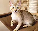Кошки в Иваново: Сингапурские котята, редкая порода кошек Мальчик, 60 000 руб. - фото 1