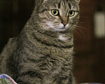 Кошки в Балашихе: Классическая полосатая Мурка 3,5 г. из приюта Девочка, Бесплатно - фото 3