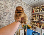 Собаки в Москве: Курносый маленький мальчик померанского шпица РКФ Мальчик, Бесплатно - фото 2