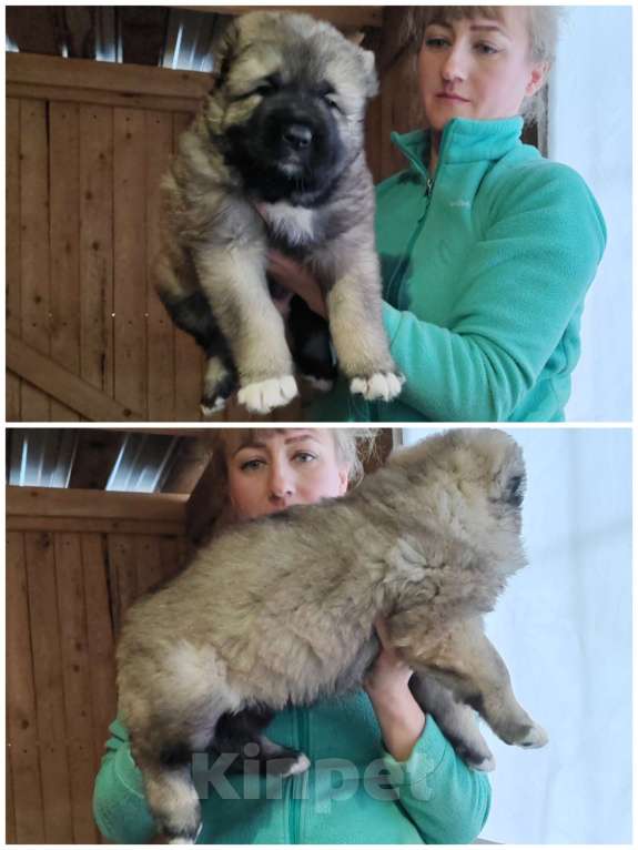 Собаки в Соликамске: Высокопородные щенки кавказской овчарки Девочка, Бесплатно - фото 1