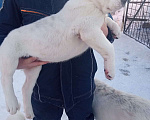Собаки в Красноармейске:   Ищут заботливых родителей щенки САО (Алабай).  Мальчик, Бесплатно - фото 4