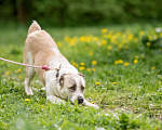Собаки в Видном: Алабай Узра, 2 года Девочка, Бесплатно - фото 9