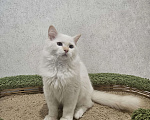 Кошки в Владивостоке: Cotton Мальчик, 50 000 руб. - фото 6