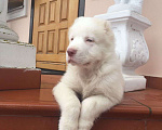 Собаки в Москве: Щенки алабая 2 мес Мальчик, 35 000 руб. - фото 1