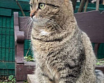 Кошки в Балашихе: Классическая полосатая Мурка 3,5 г. из приюта Девочка, Бесплатно - фото 6