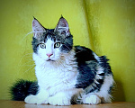 Кошки в Мытищах: Котенок Мейн-кун полидакт Мальчик, 45 000 руб. - фото 4
