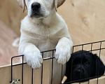 Собаки в Домодедово: Лабрадора щенки кобели палевые 3 мес Мальчик, 55 000 руб. - фото 3