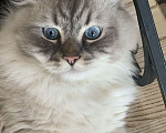 Кошки в Москве: Невский маскарадный кот ищет невесту для вязки Мальчик, Бесплатно - фото 1