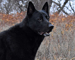 Собаки в Севастополе: Черные щенки Восточноевропейская овчарка Мальчик, 40 000 руб. - фото 4