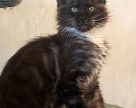 Кошки в Москве: Роскошный кот черный дым с белым Мальчик, Бесплатно - фото 1