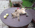 Кошки в Балашихе: Классическая полосатая Мурка 3,5 г. из приюта Девочка, Бесплатно - фото 9
