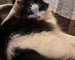 Кошки в Белоозёрском: Потерялся чёрно-белый кот! Мальчик, Бесплатно - фото 7