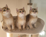 Кошки в Самаре: Золотые британские короткошерстные котята Мальчик, 35 000 руб. - фото 6
