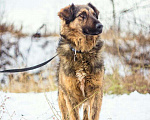 Собаки в Москве: Каштан Мальчик, Бесплатно - фото 3