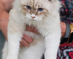 Кошки в Москве: Особенный котик Варяг ищет надежных хозяев!  Мальчик, Бесплатно - фото 8