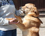 Собаки в Москве: Бублик в поисках своей семьи Мальчик, 1 руб. - фото 5