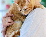 Кошки в Москве: Кошечка Апельсинка - рыжая красавица в добрые руки Девочка, Бесплатно - фото 3