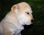 Собаки в Барнауле: Высокопородные Щенки САО Девочка, 25 000 руб. - фото 4