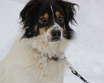 Собаки в Москве: Белый Бим пушистые ушки ищет дом! Мальчик, Бесплатно - фото 1