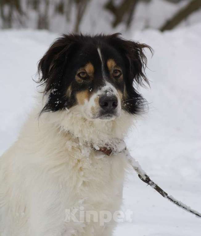Собаки в Москве: Белый Бим пушистые ушки ищет дом! Мальчик, Бесплатно - фото 1