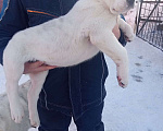 Собаки в Красноармейске:   Ищут заботливых родителей щенки САО (Алабай).  Мальчик, Бесплатно - фото 2