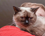 Кошки в Москве: Кошка Мальвина - очаровательная таичка в добрые руки Девочка, Бесплатно - фото 1