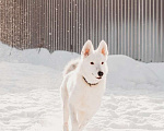 Собаки в Москве: Белый щенок красавец Умка в добрые руки Мальчик, Бесплатно - фото 1