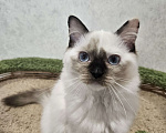 Кошки в Владивостоке: Caramel Девочка, 50 000 руб. - фото 3