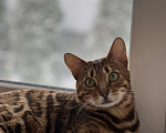 Кошки в Воскресенске: Потерялся наш домашний кот Мальчик, Бесплатно - фото 1