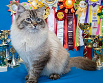 Кошки в Москве: Невский маскарадный кот на вязку Мальчик, 20 000 руб. - фото 1