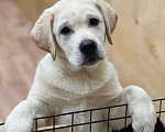 Собаки в Домодедово: Лабрадора щенки кобели палевые 3 мес Мальчик, 55 000 руб. - фото 4