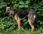 Собаки в Ногинске: Нежность по имени Линда! Девочка, Бесплатно - фото 9