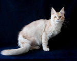 Кошки в Москве: Крупный  серебряный кот Габриэль. Мальчик, 25 000 руб. - фото 2