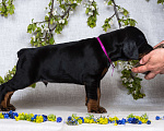 Собаки в Зеленограде: Кобель малиновая лента  Мальчик, 100 000 руб. - фото 2