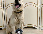 Собаки в Дзержинском: Позитивный пес Артем ищет дом Мальчик, Бесплатно - фото 5