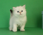 Кошки в Долгопрудном: Котенок сибирский  Мальчик, 35 000 руб. - фото 4