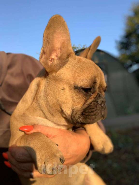 Собаки в Шахте: Щенок французского бульдога Девочка, 30 000 руб. - фото 1