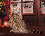 Кошки в Москве: Бенгальский снежный котенок. Мальчик Мальчик, 20 000 руб. - фото 5