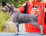 Собаки в Выборге: Сука стандартного размера Девочка, 120 000 руб. - фото 1