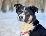 Собаки в Москве: Фил Мальчик, Бесплатно - фото 2