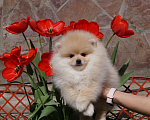 Собаки в Москве: Маленький озорной мальчик Мальчик, 30 000 руб. - фото 1