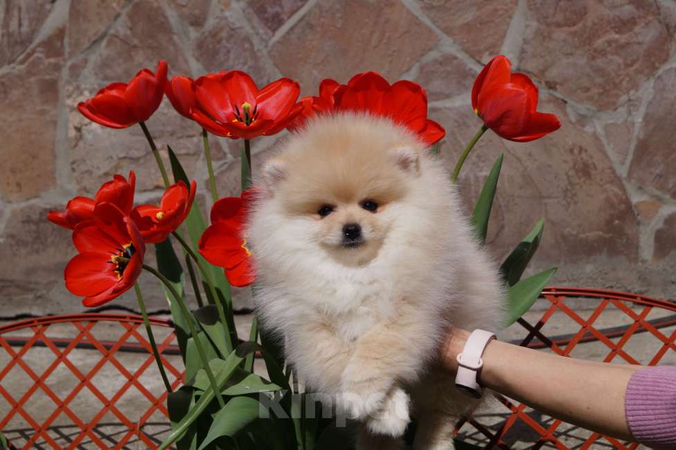 Собаки в Москве: Маленький озорной мальчик Мальчик, 30 000 руб. - фото 1