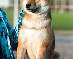 Собаки в Москве: Кобель сиба-ину, шиба-ину, shiba inu открыт для вязок Мальчик, 1 руб. - фото 7